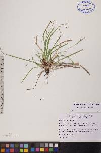 Carex pedunculata image