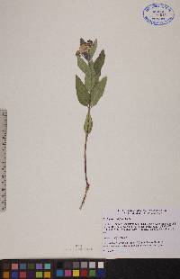 Asclepias ovalifolia image