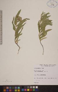 Asclepias lanuginosa image
