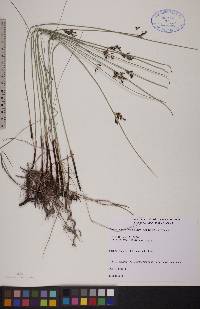 Juncus balticus subsp. balticus image