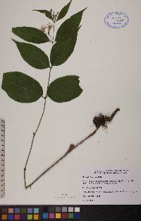 Diervilla lonicera image