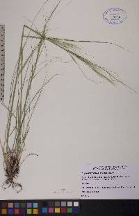 Hesperostipa spartea image