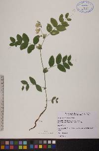 Lathyrus ochroleucus image