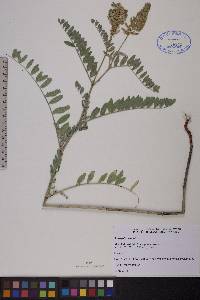 Astragalus canadensis image