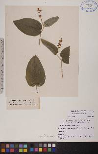 Maianthemum canadense image