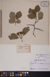 Crataegus chrysocarpa image