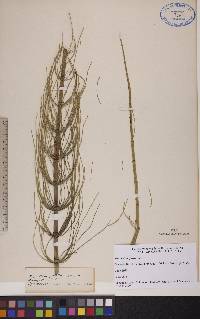 Equisetum fluviatile image