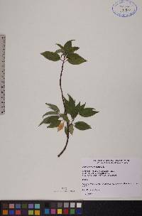 Prunus pensylvanica image