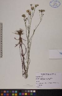 Crepis tectorum image