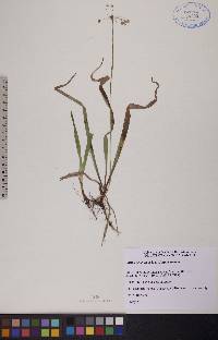 Luzula acuminata subsp. acuminata image