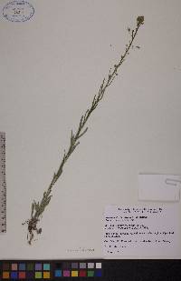 Boechera stricta image