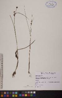 Juncus nodosus image