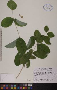 Lonicera dioica image