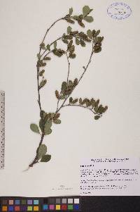 Betula pumila image