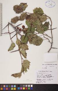 Crataegus chrysocarpa image