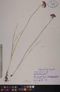 Allium stellatum image