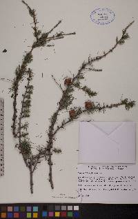 Larix laricina image