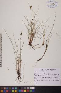 Carex rotundata image