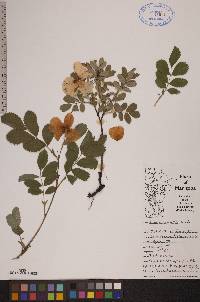 Rosa acicularis image