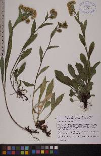 Solidago multiradiata image