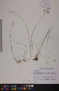 Poa arctica image