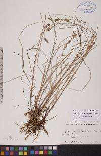 Carex magellanica subsp. irrigua image