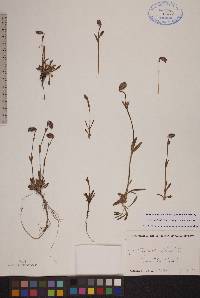 Silene uralensis image