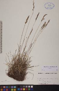 Festuca rubra image