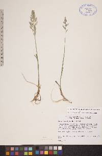 Arctagrostis latifolia image