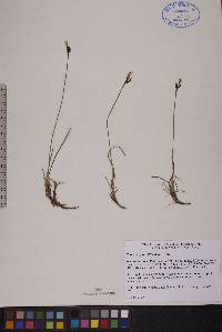 Carex rariflora image