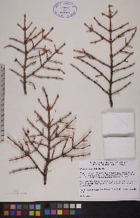 Picea mariana image