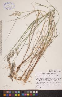 Calamagrostis canadensis var. langsdorffii image