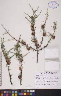 Larix laricina image