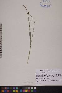 Carex rotundata image