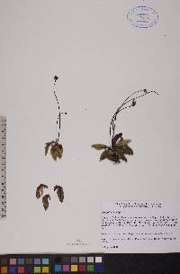 Pinguicula vulgaris image