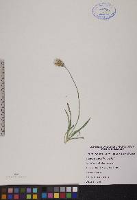 Agoseris glauca image