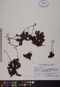 Saxifraga tricuspidata image