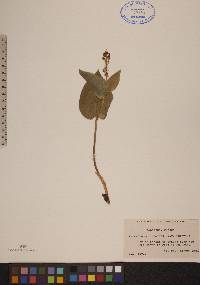 Maianthemum canadense var. interius image