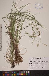Carex sprengelii image