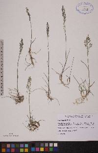 Poa glauca image