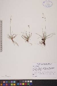 Carex capillaris image