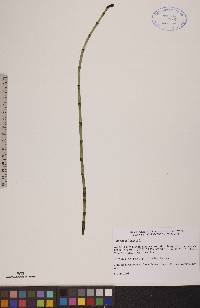 Equisetum fluviatile image