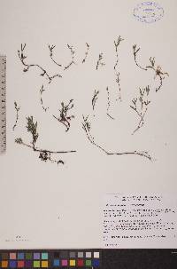 Andromeda polifolia image