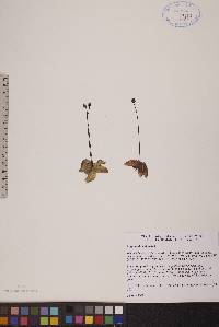 Pinguicula vulgaris image