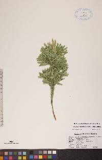 Dendrolycopodium dendroideum image