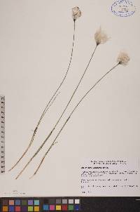 Eriophorum scheuchzeri image