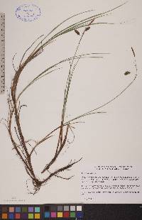 Carex limosa image