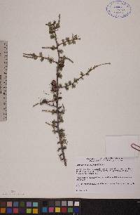 Larix laricina image