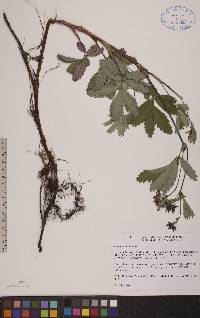 Comarum palustre image