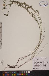 Lotus corniculatus image